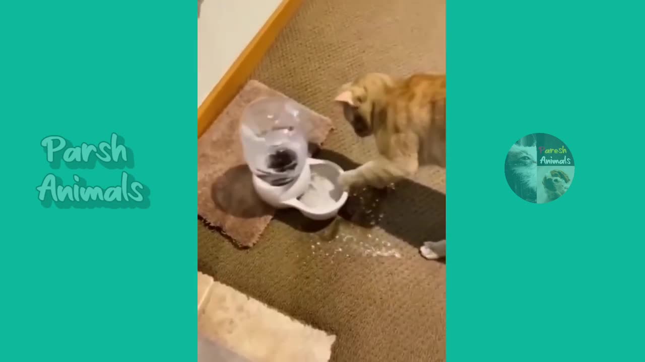 funny Animal video