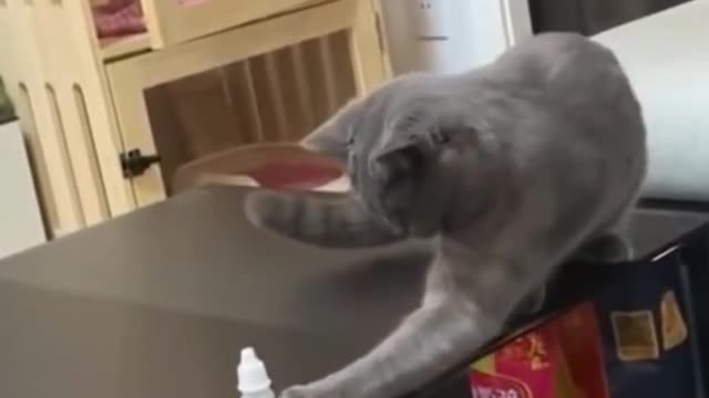 Funny cat steals food dough video 😸😻😄😍