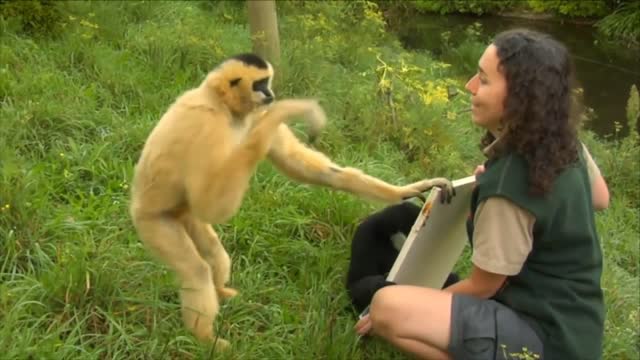 Cute Gibbons Playing & Climbing||||