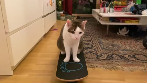 Cute cats| kitten the Skateboarding#02