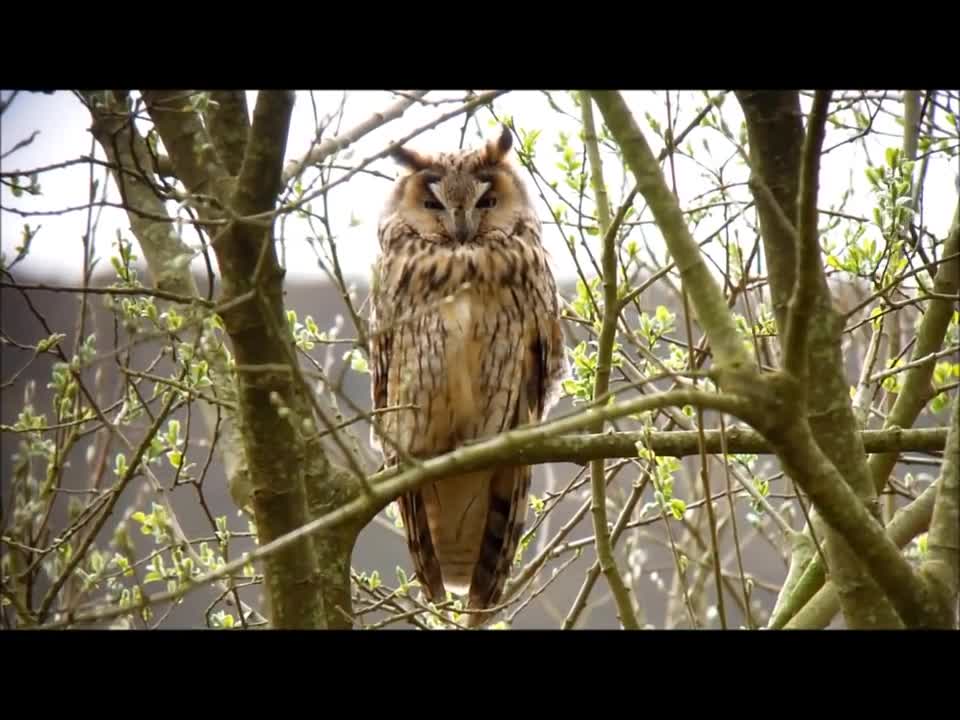 Long eared owl