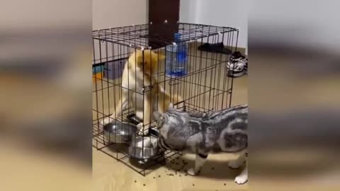 funniest dog & cat