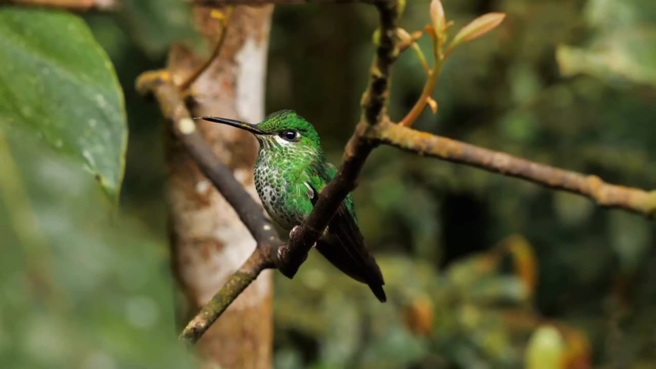 Relaxing music with Beautiful Birds Chirping