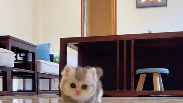 The kitten is not greasy, is like you # ' (2)