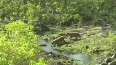 Wildlife in closer view with a natural perspective.