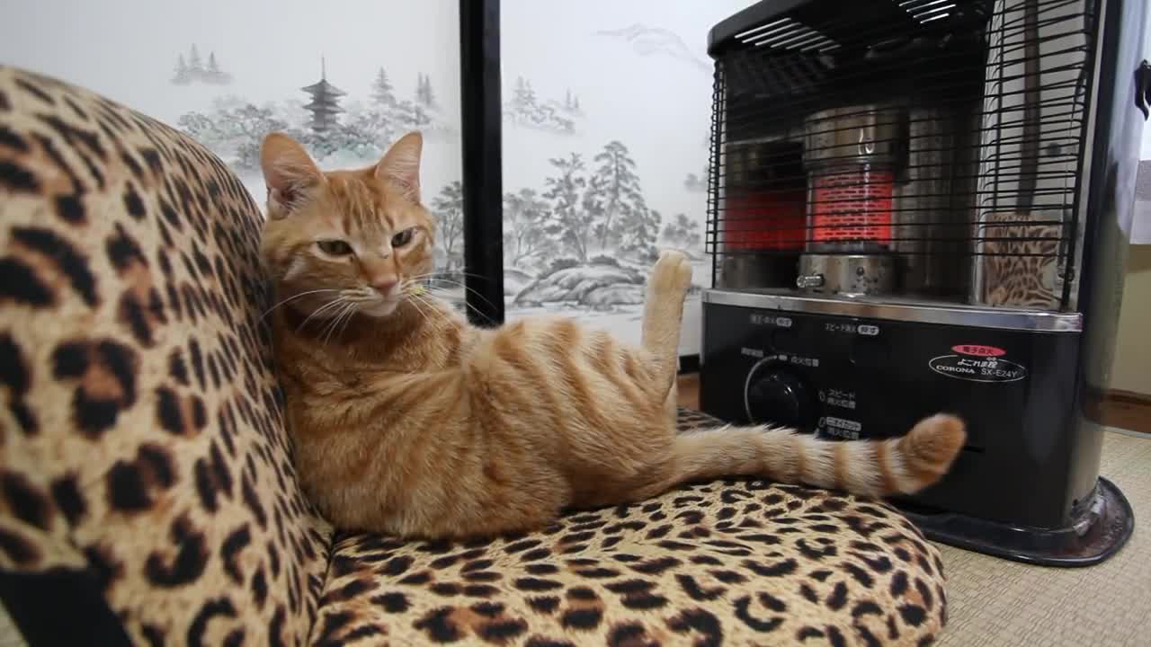 Cat to warm by a heater