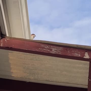 Wild sparrows come when human calls them