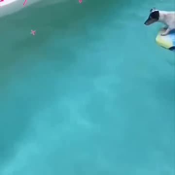 Fanny dog and fanny cat videos