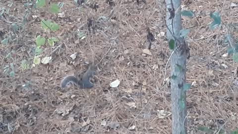 Squirrels