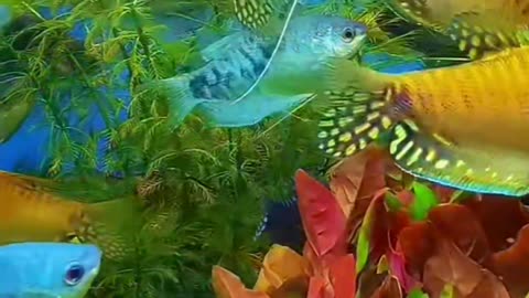 Very beautiful fish🐠🐋🐟