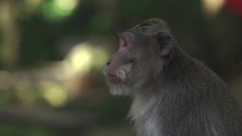 Monkey with scratching in nature