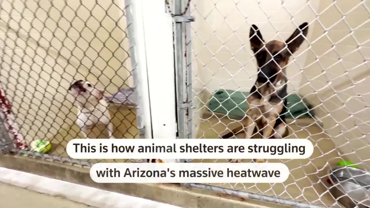 How Animals shelters struggle with Arizona's Heatwave