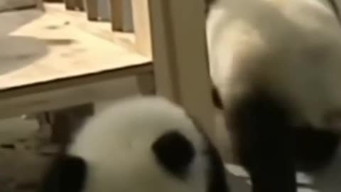 Funny Panda video 😂🤣