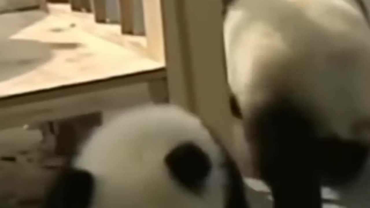 Funny Panda video 😂🤣