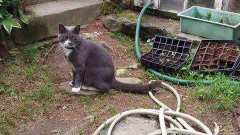 Grey Cat Stairs Animal Mammal Domestic Pet