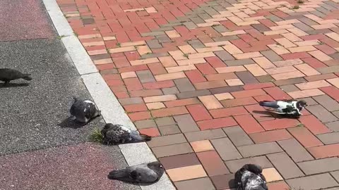 Why Korean pigeons are fearless