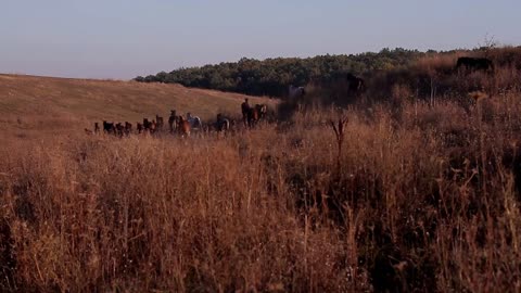 running horses on field at sunset