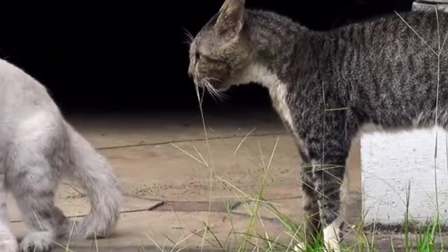 Two Real cat Fight 😡👿, Cats Fight Compilation Video