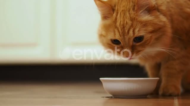 Cat new video