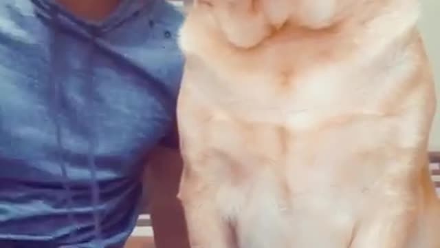 funny videos,funny dogs,funny cat videos,funny pets,funny pet videos,