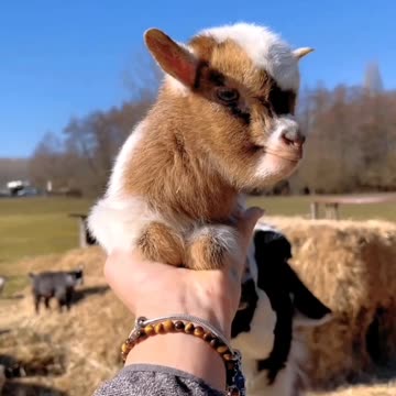 Cute baby goat 🐐🐐