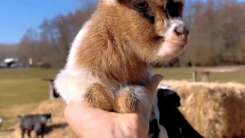 Cute baby goat 🐐🐐
