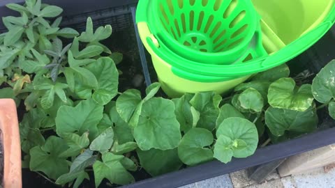How I Collect and Use Air Conditioner Water Condensation