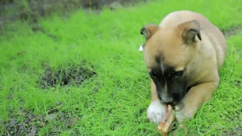 Dog eating so cute