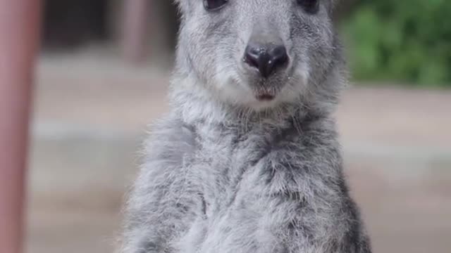 Kangaroos, I volunteered to do business