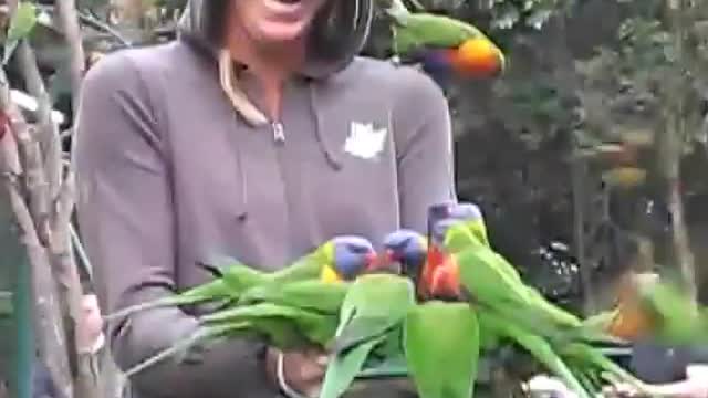 A girl meets a group of parrots