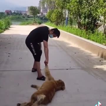 this dog has been spoiled he doesn't want to walk.mp4