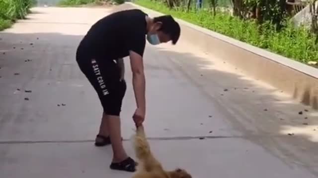 this dog has been spoiled he doesn't want to walk.mp4