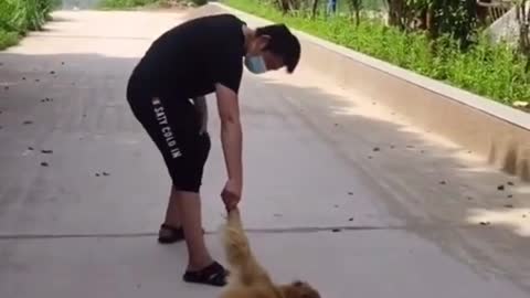 this dog has been spoiled he doesn't want to walk.mp4