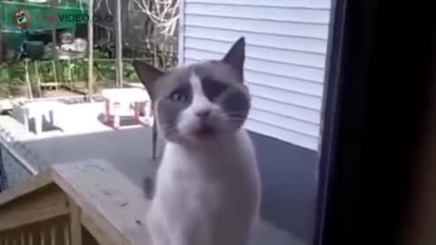 FUNNY CATS ASK TO OPEN THE DOOR