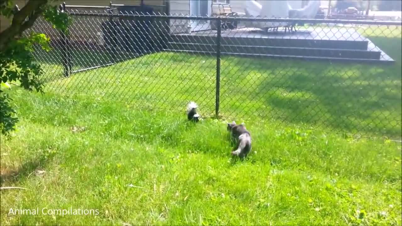 BABY SKUNKS