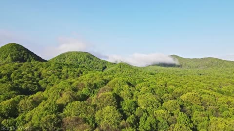 Amazon forest - Drone visit | Birdseye view