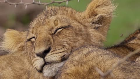 Cute Baby Lion