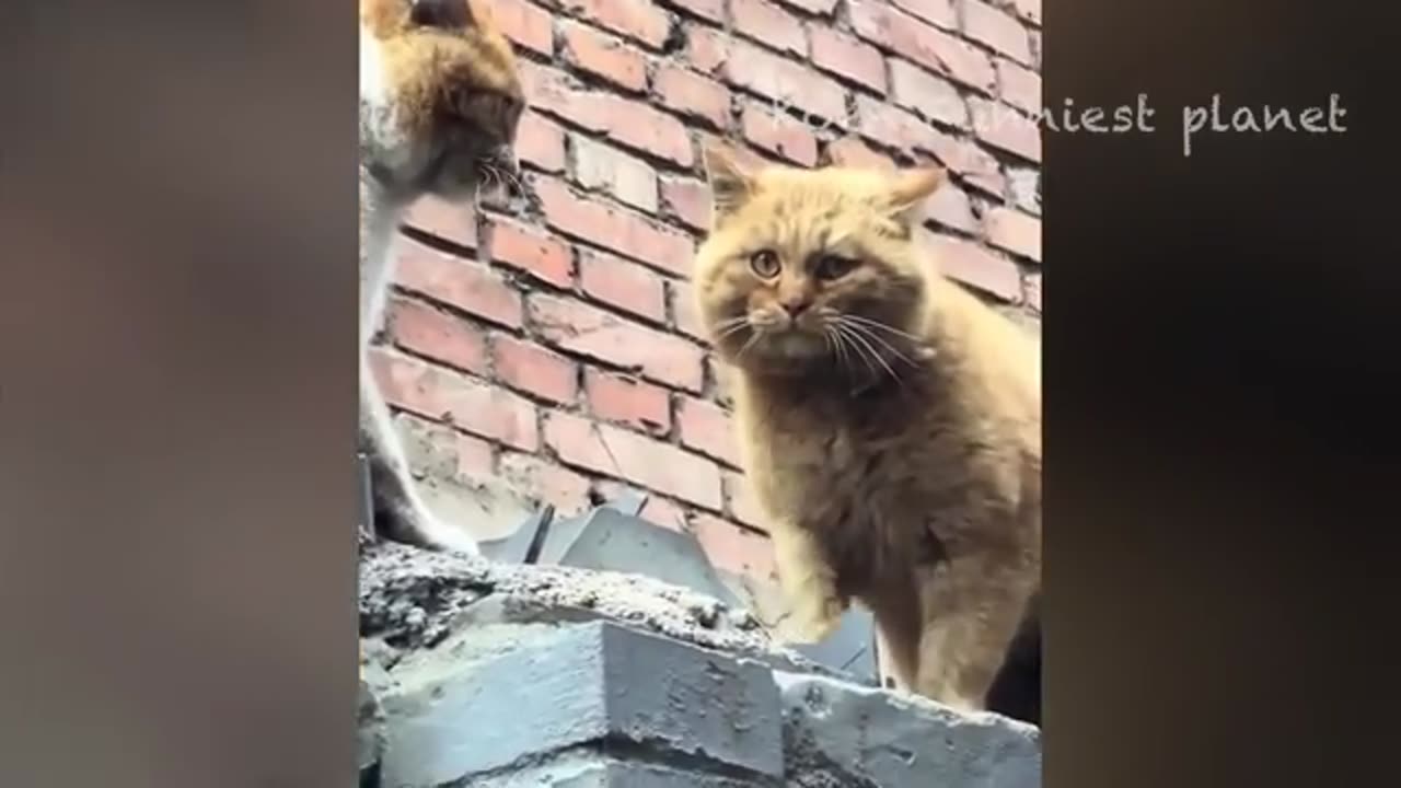 funny cats