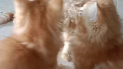 My cat