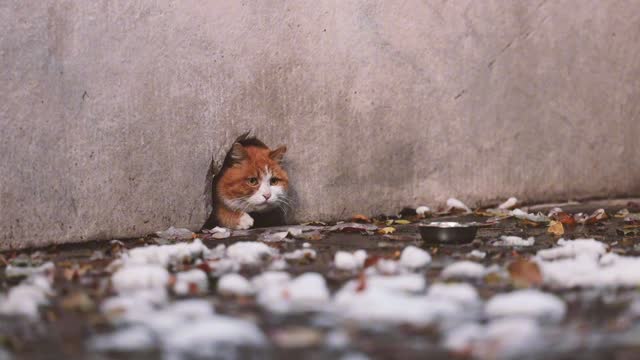 A sneaky orange cat was hiding in the hole