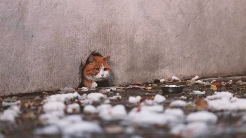 A sneaky orange cat was hiding in the hole