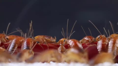 Hungry insects. Look at their performance