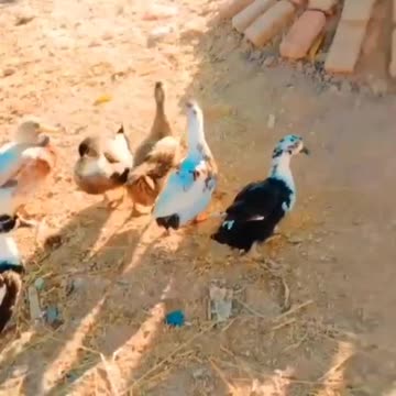 Duck walking with his family..