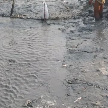 Penen kolam ikan tradisional