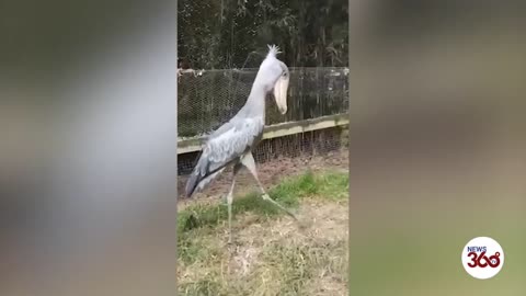 UK: Rare ‘dinosaur’ bird settles into new home at Exmoor Zoo