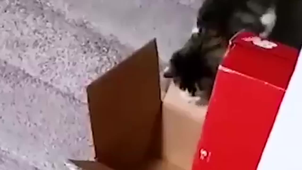 Teaching Your Pet Tricks: Unleash Their Hidden Talents!