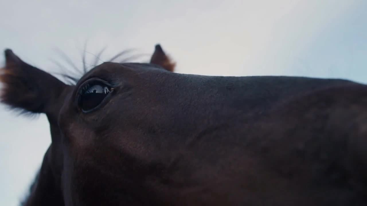 Wide angle lens closeup of a curious horse's head and eye