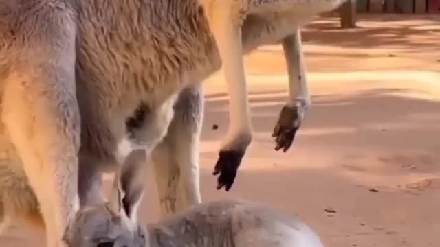 Kangaroo casually bounces around the streets in Australia baby kangaroo