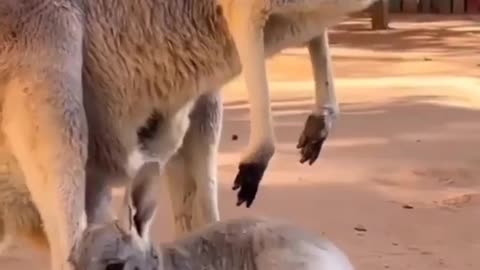 Kangaroo casually bounces around the streets in Australia baby kangaroo