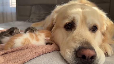 Adorable Golden Retriever and Baby Kittens